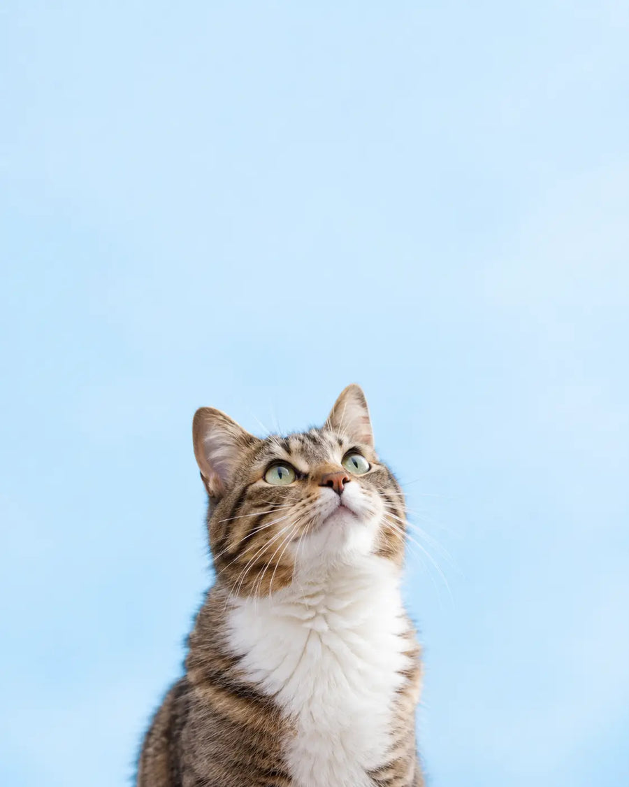 CATS CAN'T MAKE ENOUGH TAURINE.